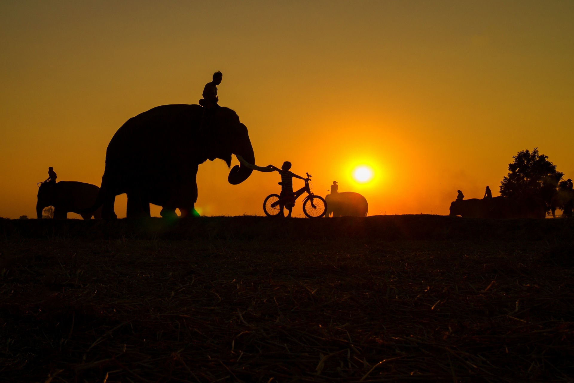 象と子供　タイの風景