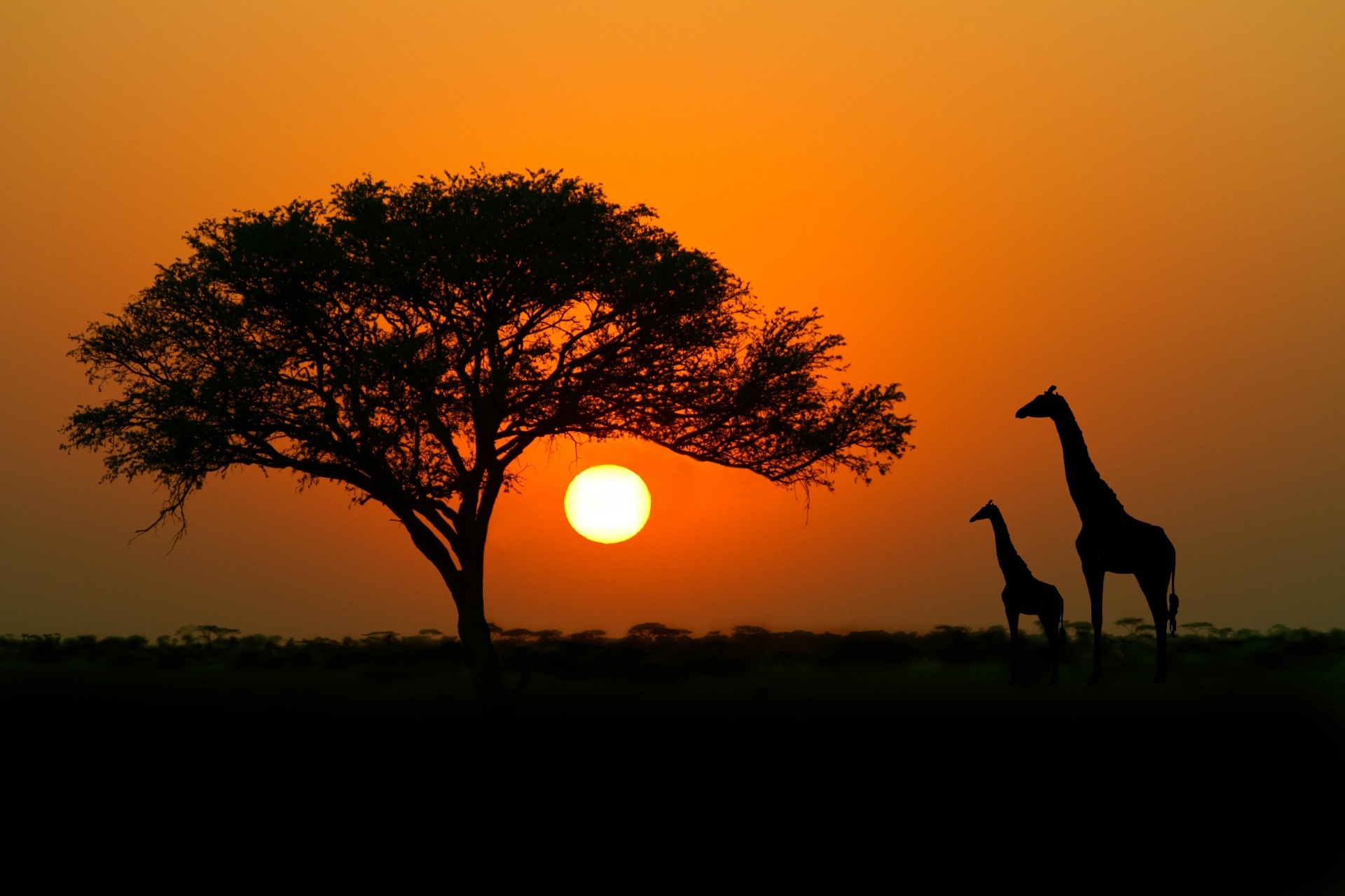 アカシアの木とキリン　アフリカの夕暮れの風景