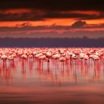 美しい夕焼けと湖のフラミンゴ　アフリカの風景