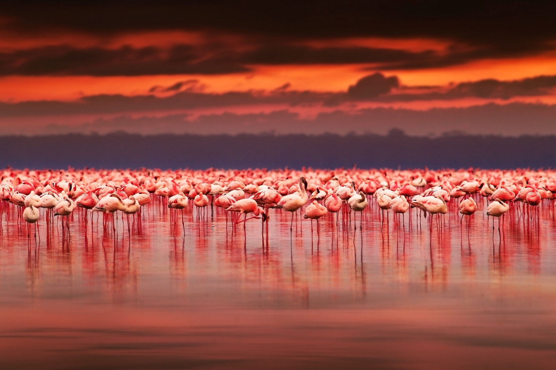 美しい夕焼けと湖のフラミンゴ　アフリカの風景
