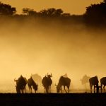 日の出のカラハリ砂漠の風景