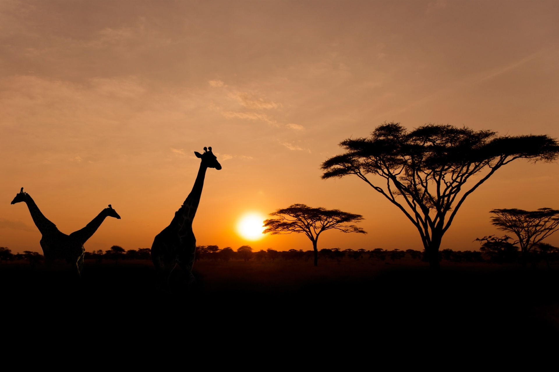 日没のセレンゲティ国立公園の風景　タンザニアの風景
