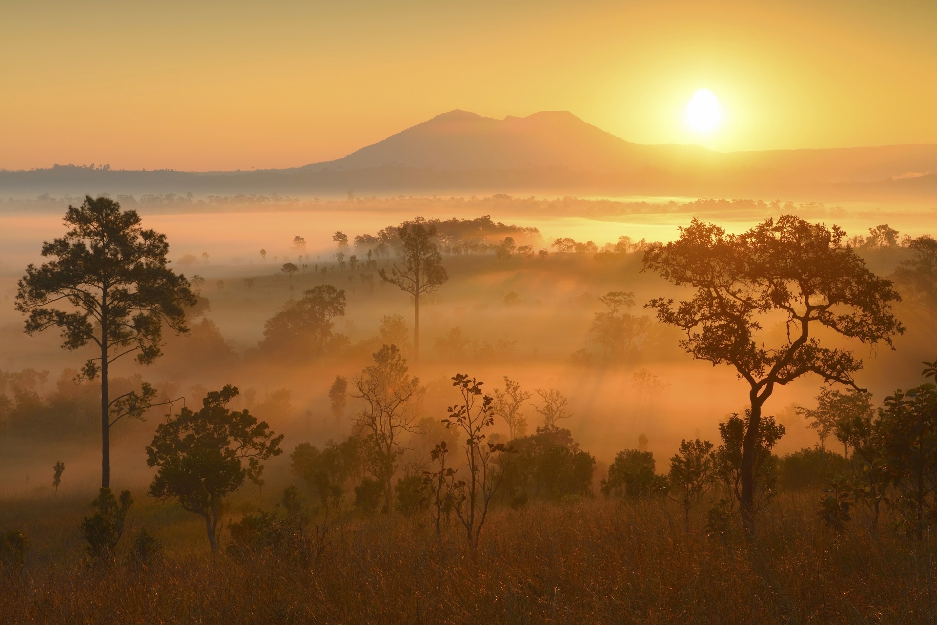 日の出のトゥン・サレーン・ルアン国立公園　タイの風景
