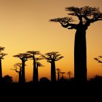 夕暮れのマダガスカル　バオバブの木