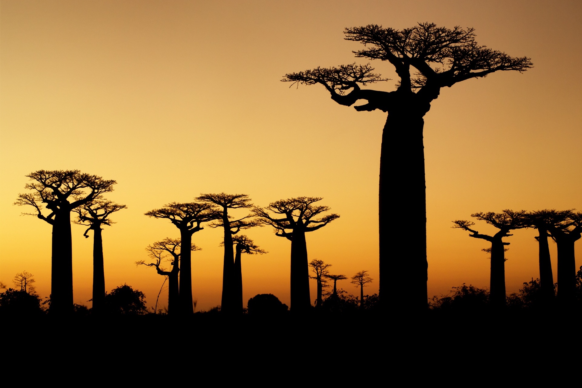 夕暮れのマダガスカル　バオバブの木のある風景　マダガスカルの風景