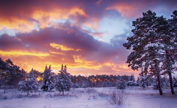 冬の夜明けの風景　朝焼けの空と森の風景