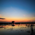 夕暮れの川の中に立つアフリカ象