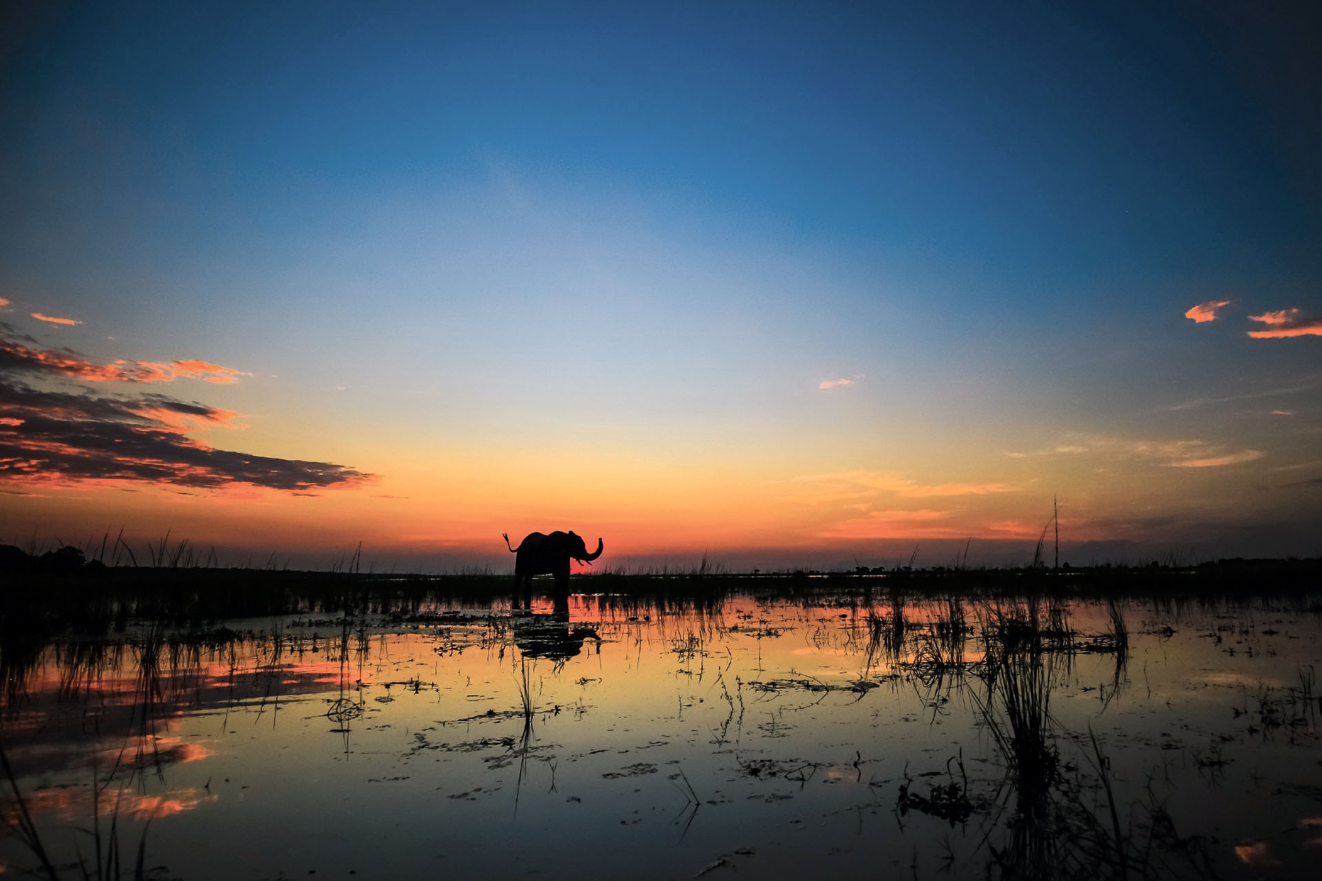 夕暮れの川の中に立つアフリカ象