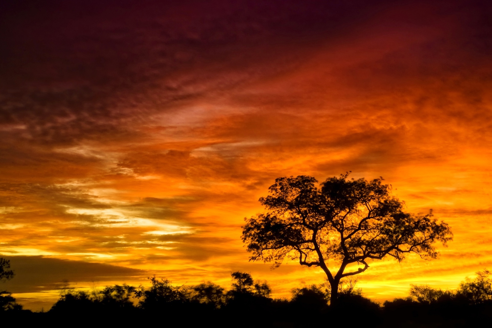 南アフリカ　日の出のクルーガー国立公園　アフリカの風景