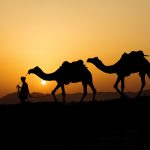 インド　プシュカル　砂丘を行くラクダと夕日