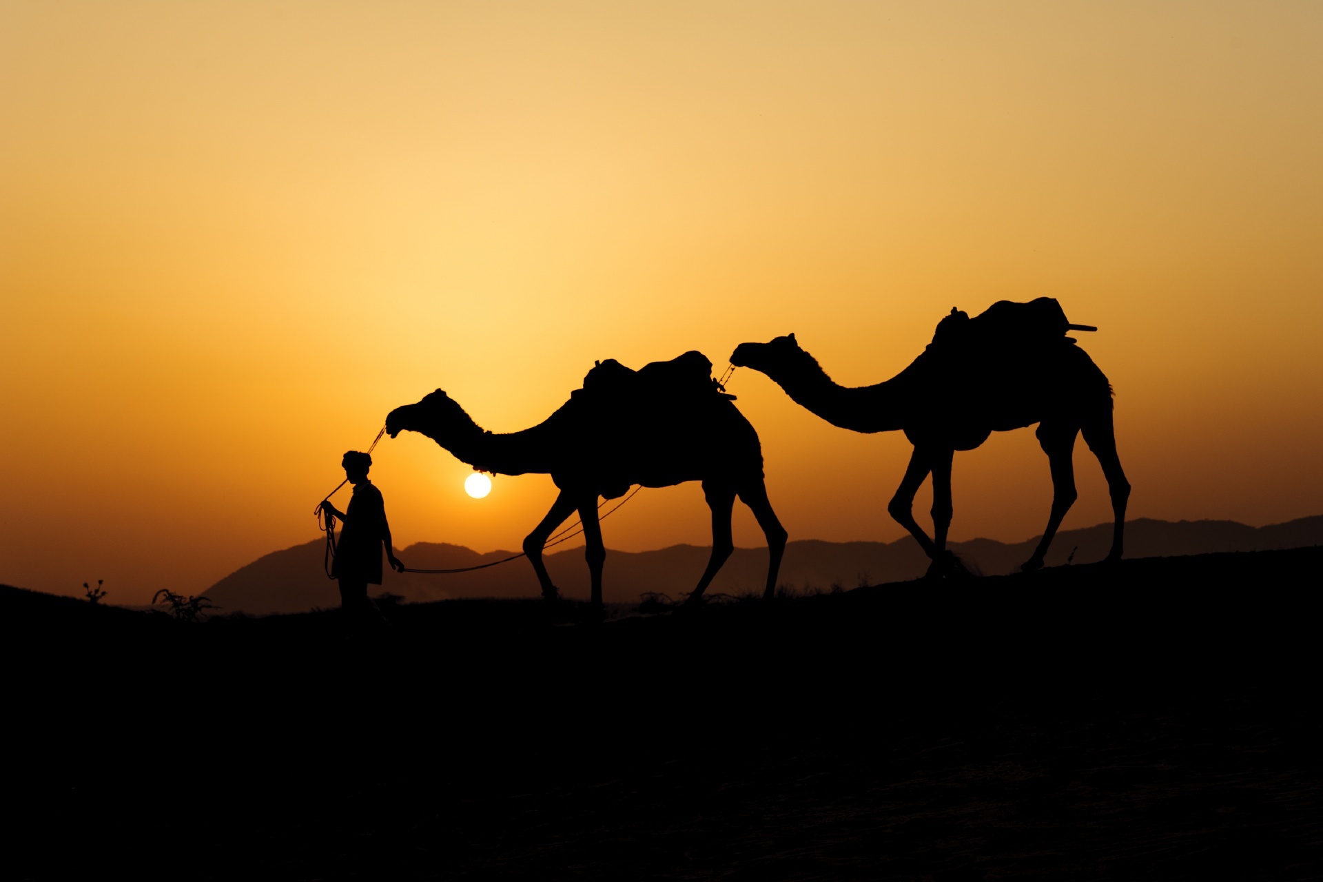 インド　プシュカル　砂丘を行くラクダと夕日