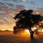 南アフリカ　カラハリ砂漠の夕暮れ