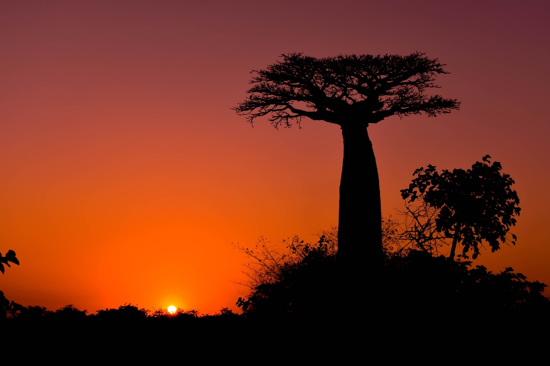 バオバブの木と夕日　マダガスカル モロンダバ