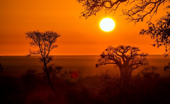 クルーガー国立公園の朝の風景　南アフリカの風景