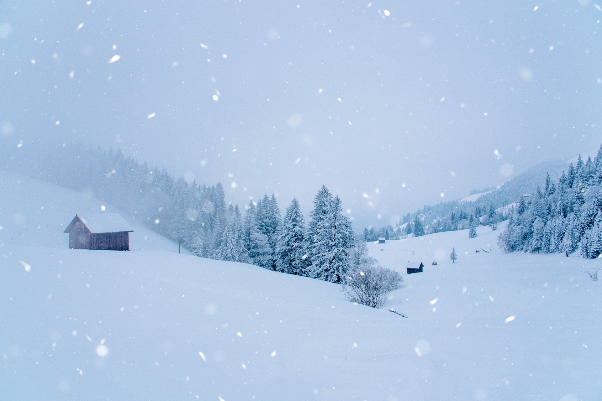 雪に覆われた松林の眺め　冬のスイスの風景