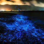 夜のビーチを彩る発光プランクトン　モルディブの夜の海岸の風景