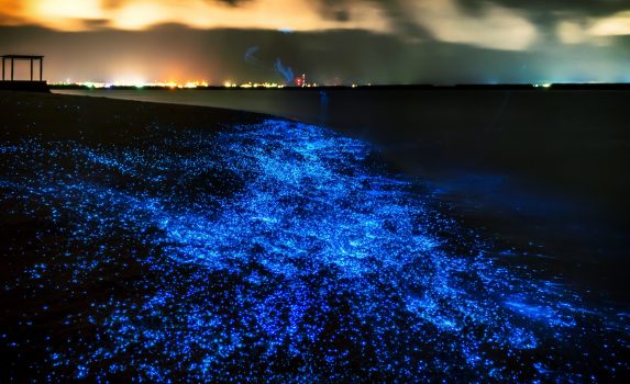 夜のビーチを彩る発光プランクトン　モルディブの夜の海岸の風景
