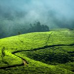 早朝の紅茶畑の風景　インド ケララ州ムンナル