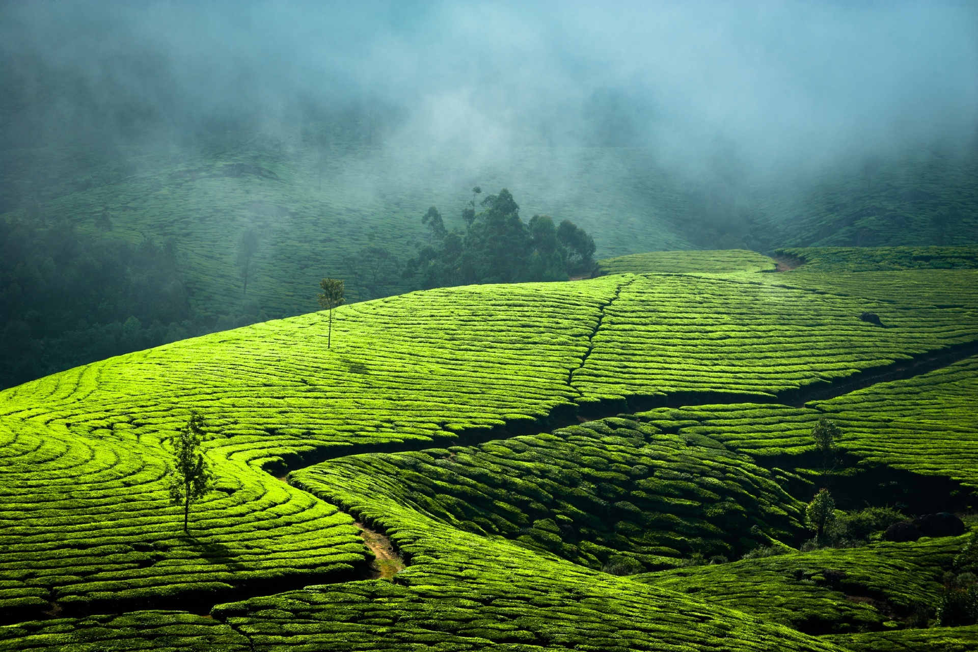 早朝の紅茶畑の風景　インド ケララ州ムンナル