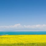 中国青海省　青海湖と菜の花の風景