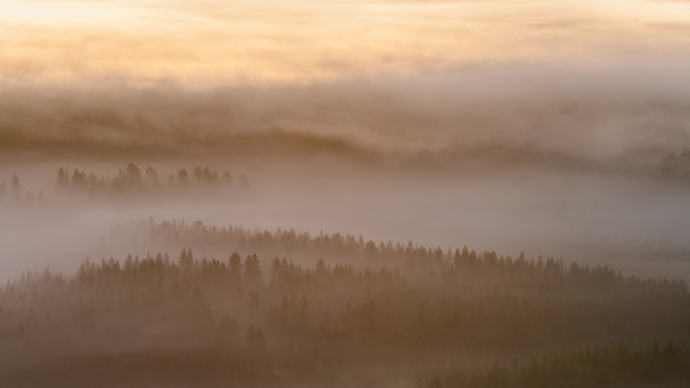 早朝の霧の風景　フィンランドの風景