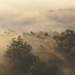 谷間の森の霧の朝の風景　オーストラリアの風景