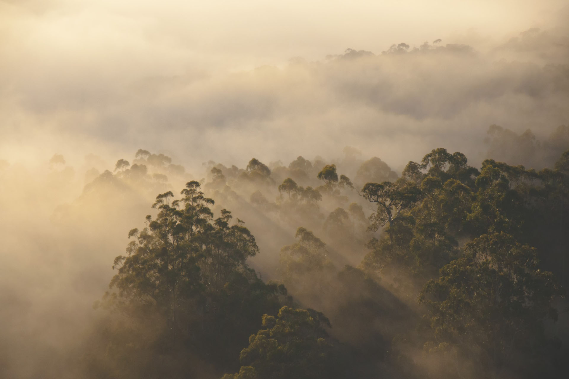 谷間の森の霧の朝の風景　オーストラリアの風景