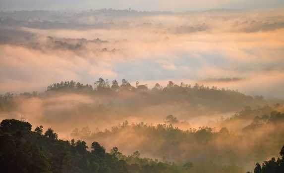 朝霧と熱帯雨林の風景　マレーシアの風景