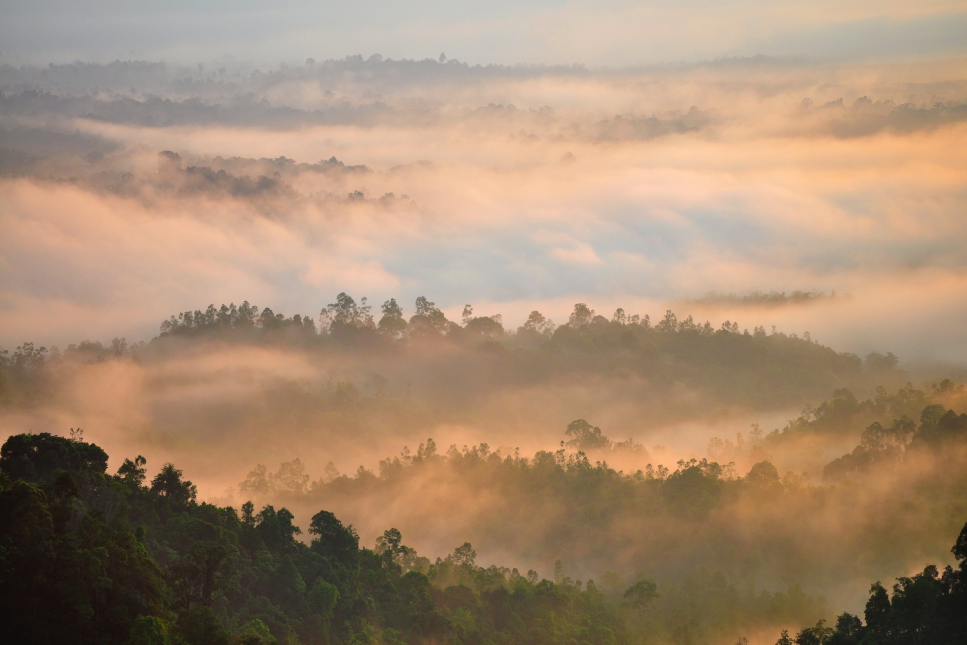朝霧と熱帯雨林の風景　マレーシアの風景