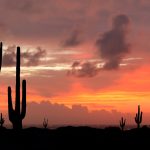 夕暮れのアリゾナ州　サワ ロサボテンのシルエット　アメリカの風景