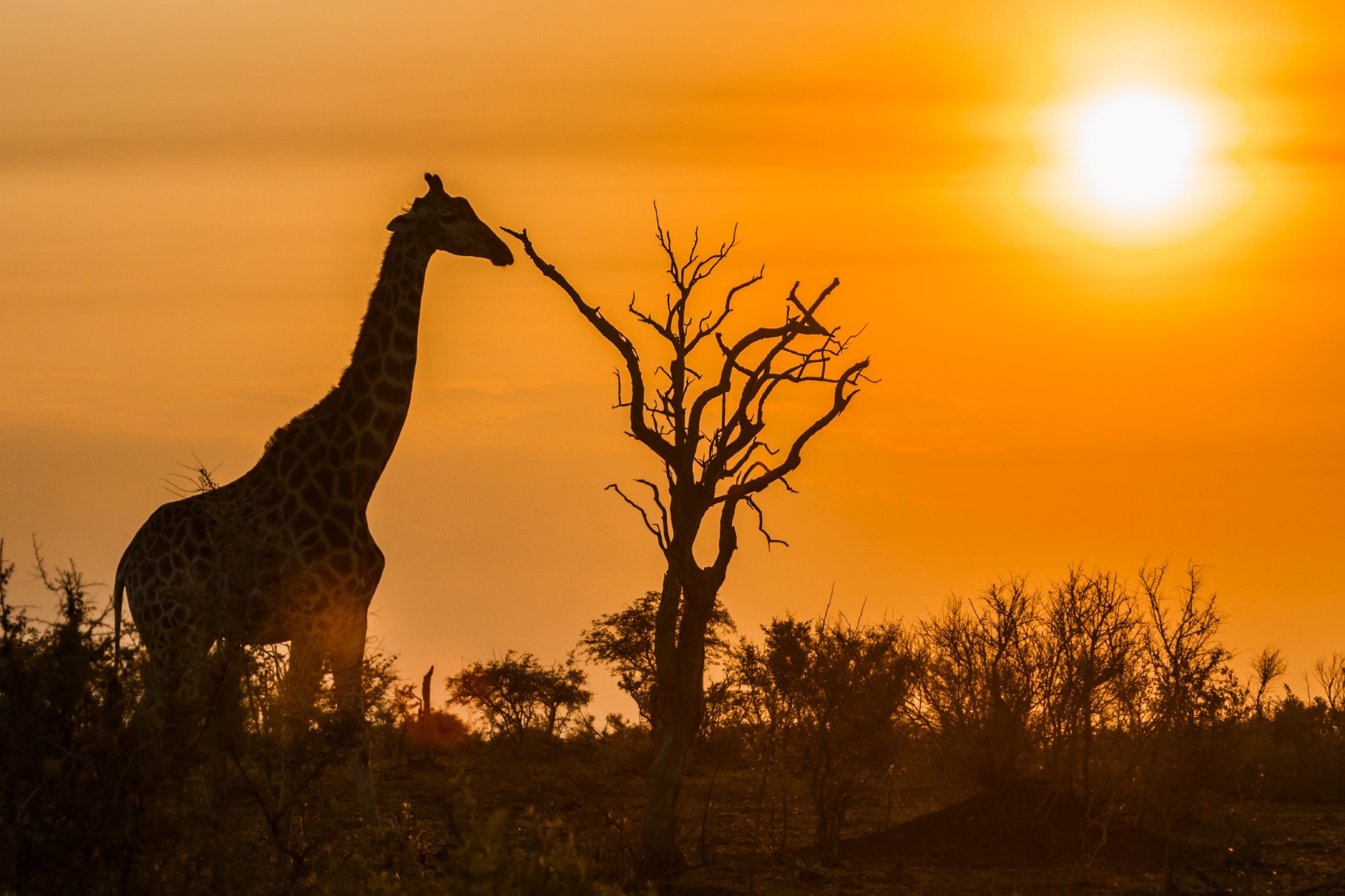 キリンのいる風景　クルーガー国立公園　南アフリカの風景