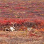 秋のツンドラとカリブーの風景　アメリカの風景
