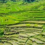 ハパオ棚田の風景　フィリピンの風景