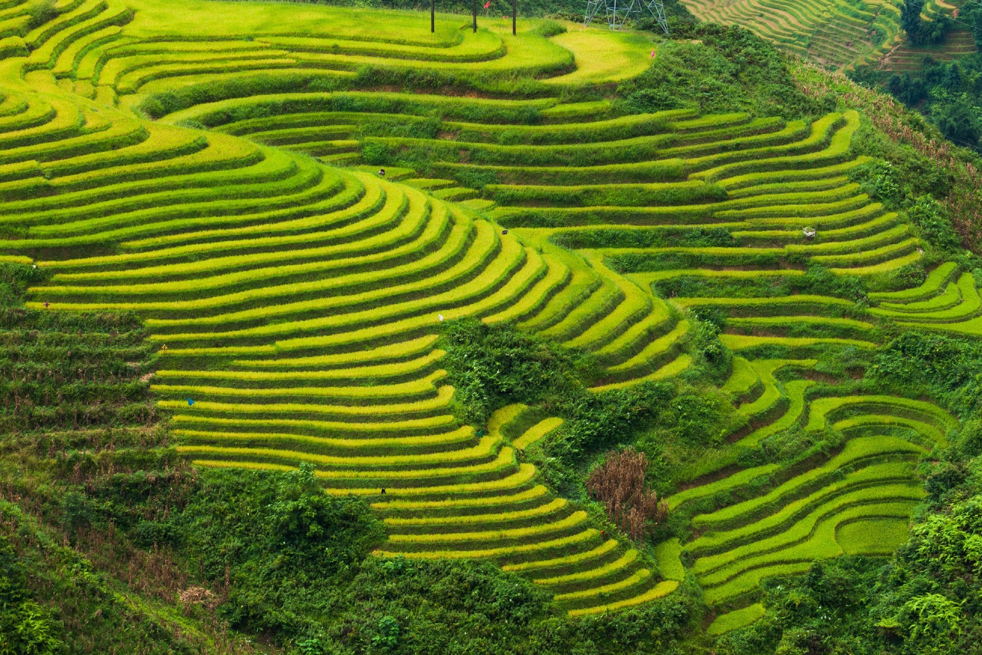 ラオカイ省の美しい棚田　ベトナムの風景