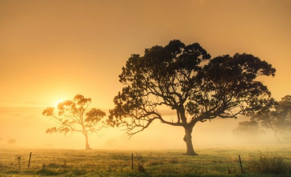 霧の朝　オーストラリアの風景