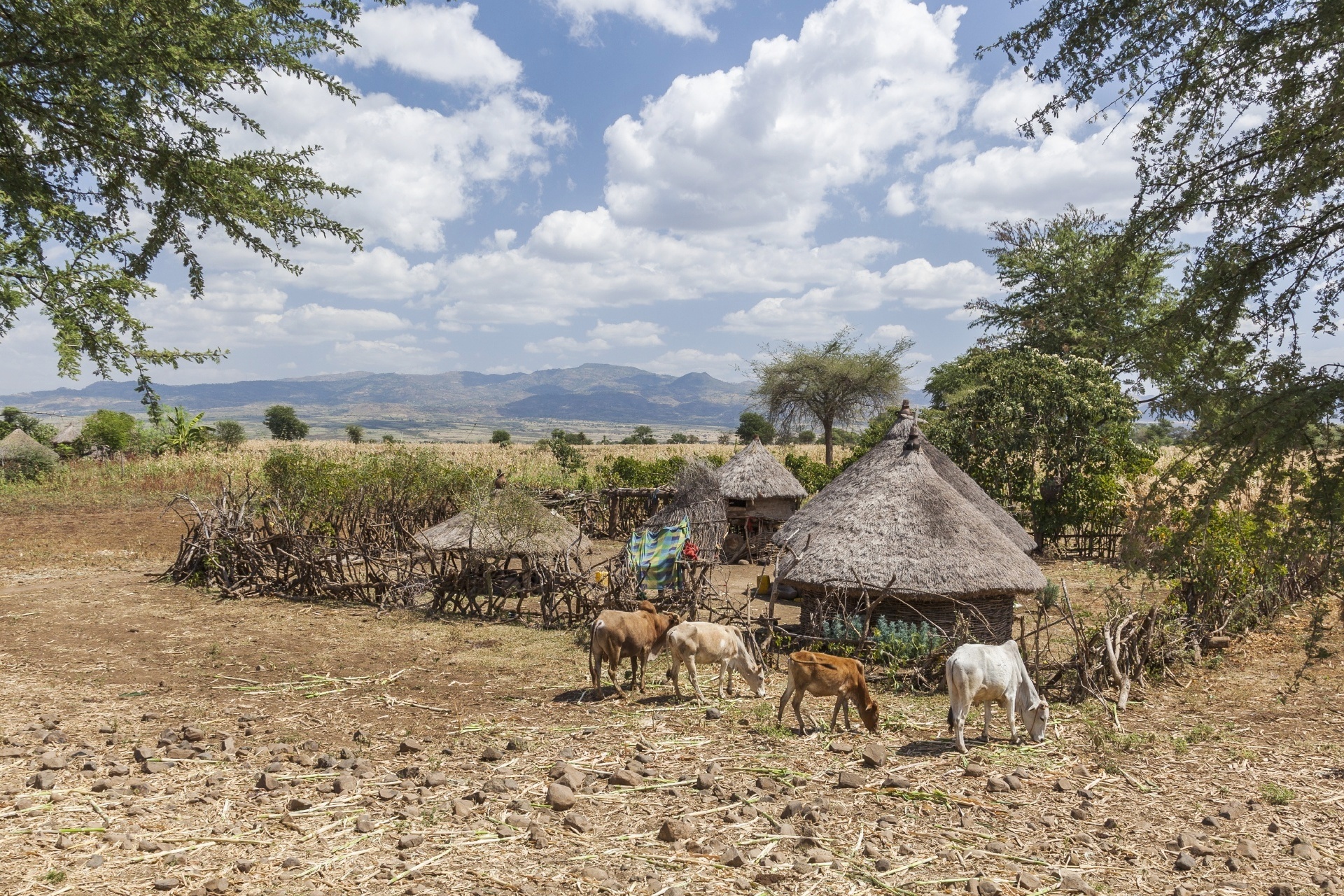 コンソの風景　エチオピアの風景