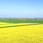 春のルーマニアの田園風景　菜の花と小麦畑の風景