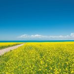 青海省　青海高原の菜の花の風景　中国の風景