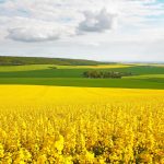 菜の花畑と牧草地の風景　フランスの風景