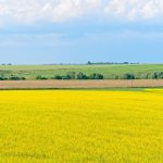 菜の花の広がる風景　リャザンスキー　ロシアの風景