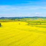 空から見る菜の花の風景　ギリシャの風景