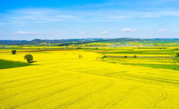 空から見る菜の花の風景　ギリシャの風景