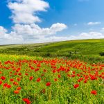 ポピーと野に咲く花々　イングランドの風景