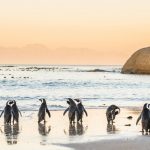 夕暮れの浜辺に佇むケープペンギン　南アフリカの風景