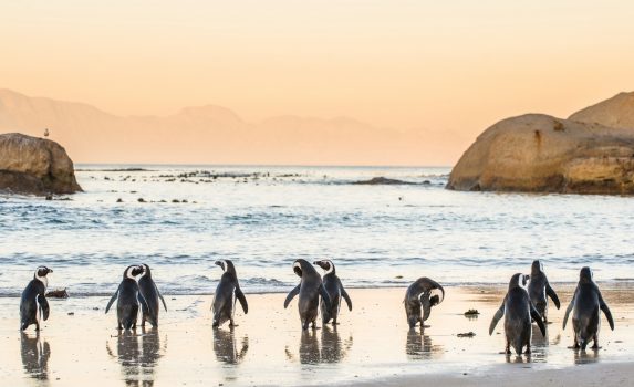 夕暮れの浜辺に佇むケープペンギン　南アフリカの風景