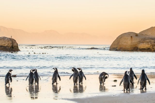 夕暮れの浜辺に佇むケープペンギン 南アフリカの風景 | Beautiful ...