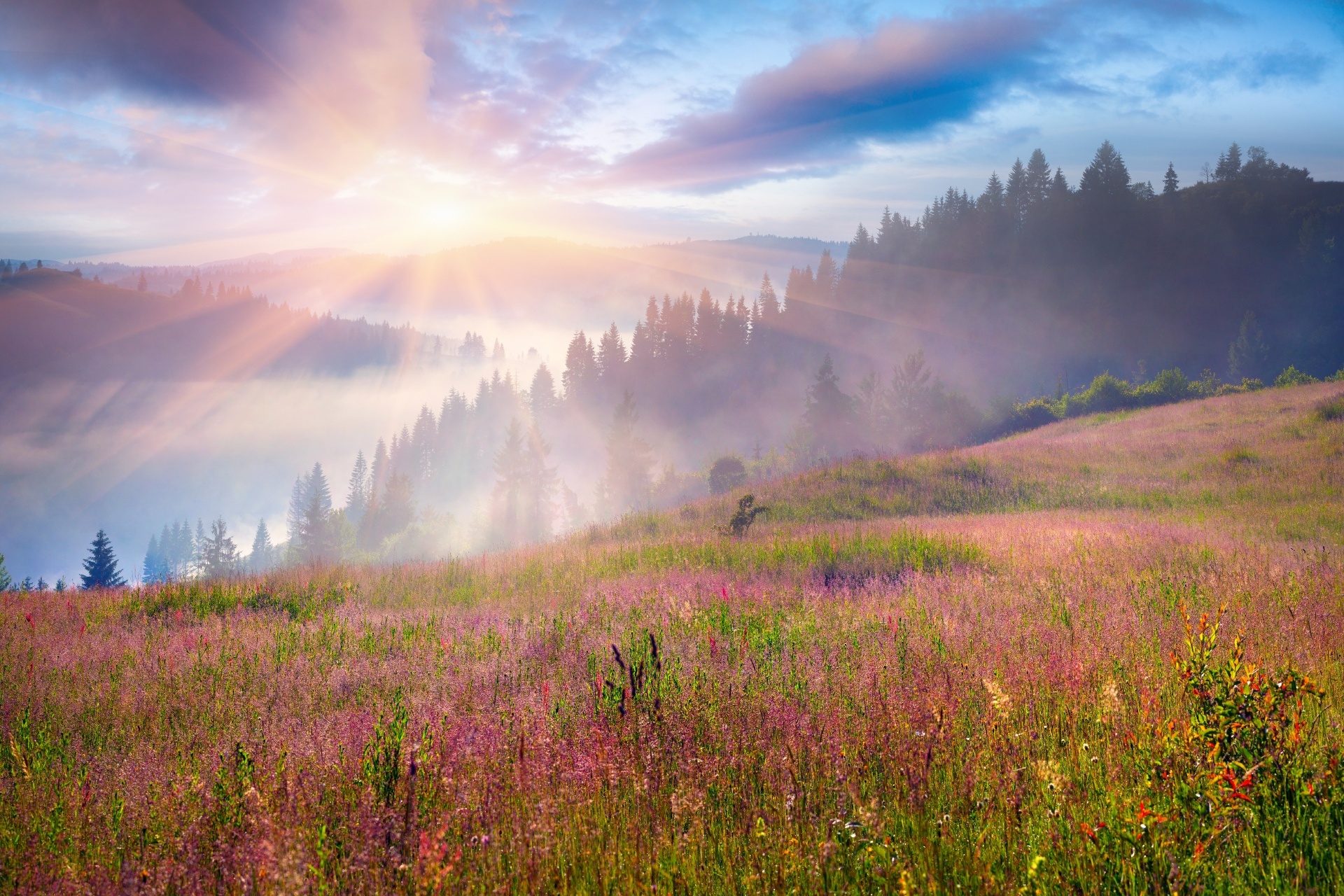 朝霧のかかる夏のカルパティア山脈　ウクライナの風景