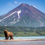ヒグマのいる風景　カムチャッカ　ロシアの風景