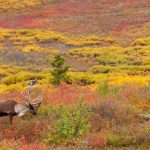 秋のアラスカの風景　カリブーとツンドラ　アメリカの風景