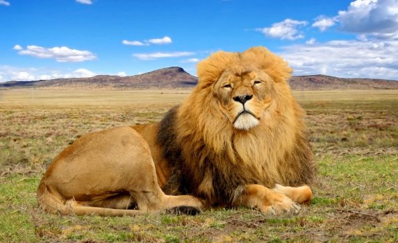 サバンナのライオン　南アフリカの風景